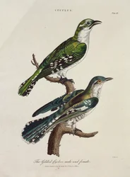 Vergoldeter Kuckuck, Männchen und Weibchen (Cuculus)